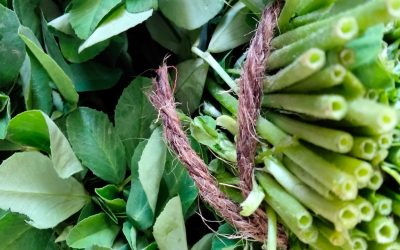 Pros and cons of vegetarianism